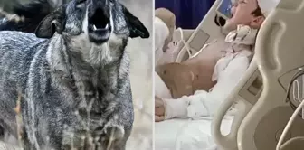 Tunahan's family, who was severely injured by street dogs, will be paid 5 million TL in moral compensation.