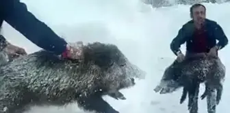 A citizen who catches a pig with his hands is punished.