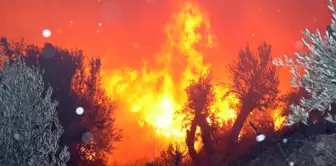 تم السيطرة على حريق الغابات الذي يهدد المنازل في أنطاليا.