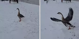 He paid 3,500 TL and got a goose, which ended in great disappointment.