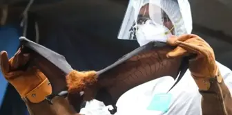 Заражается от летучих мышей, вводит в кому в течение 24 часов! Симптомов нет.