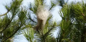 غزا جميع الغابات في سامسون، وأدى إلى حساسية لدى من يتعرض له.