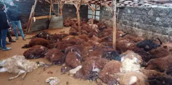 Гражданин, идущий в утренний хлев, был потрясен увиденной картиной.