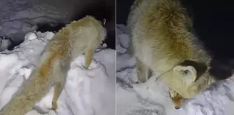 The legend that has been told for years has come true.