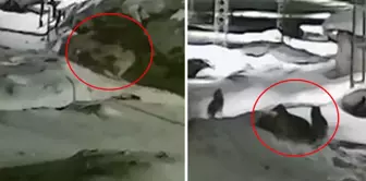 A view from one end of Turkey: The tragic end was inevitable when the owner did not hear the dog's pleas.