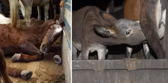 Teams have been put on alert in the province where citizens were fed meat and donkey meat.