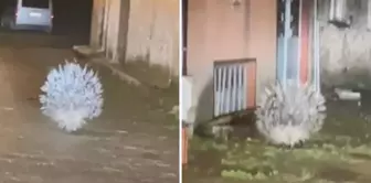 Africa's most dangerous porcupine was spotted in Aydın.
