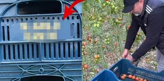 He even had his name printed on the box where he collected the tomatoes.