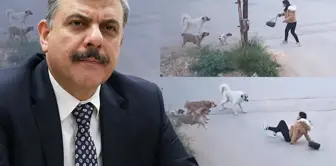 The new Minister of Interior, Mustafa Çiftçi, has a clear stance on street dogs.