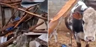 The city was hit by a tornado! The losses for livestock breeders and producers are significant.