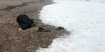 The city was flooded, and a bull was washed ashore on the world-famous beach.