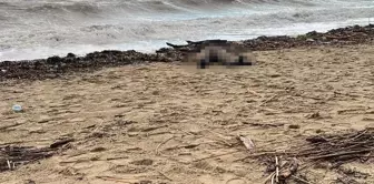 A woman's body washed up on Garlic Beach.