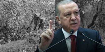 President Erdoğan strongly reacted to the olive tree massacre in Milas: We will not allow it.