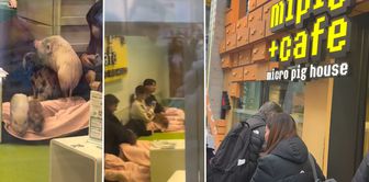 A Turkish person's astonishment in Japan: Enjoying coffee with pigs.
