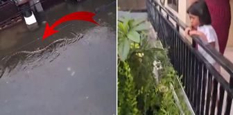 Люди на иголках! На улице начали появляться пятиметровые питоны.