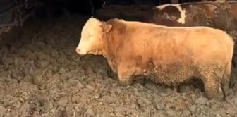 They did this to the animals for just three cents! The ministry did not forgive.