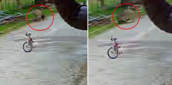 The aggressive donkey made the 5-year-old child experience a nightmare.