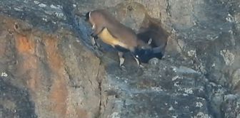 The large horns were not an obstacle: The mountain goat entered the narrow cave like this.