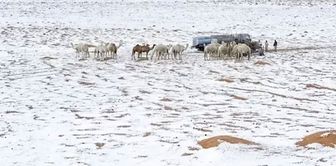 Deserts in Saudi Arabia turned white with hail precipitation.