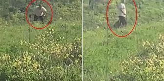 A suspect is being sought for using a belt to abuse a dog in Avcılar.
