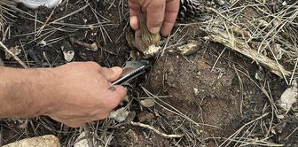 From the ashes of the burned forest area in Kastamonu, a fortune was born.