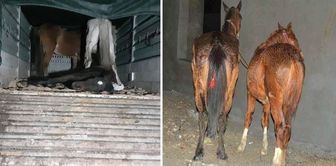 Same city, same scandal: They fed citizens horse and donkey meat.