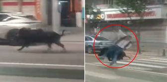 Wild boar descending on city center in Batman injures 3 people
