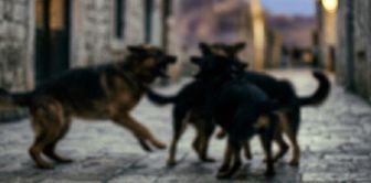 В Ване в результате нападения бездомных собак погиб один ребенок, еще один ребенок получил ранения.