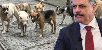 Minister Çiftçi: We aim to collect all stray animals in September-October.