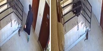'Божественное правосудие' свершилось за 5 секунд: после того, что сделали с котом, он рухнул на землю.