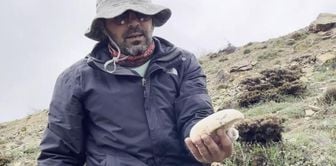 The caşır mushroom, growing at an altitude of 2,000 meters, competes with gold.