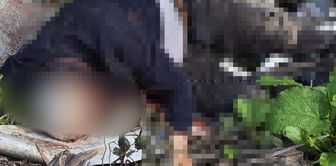 A male corpse was found stabbed to death by the stream.