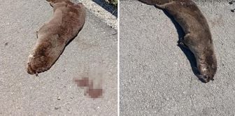 A dead otter was found on the roadside in Siverek.