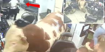 The sacrificial bull burst into the barbershop! Even an earthquake wouldn't cause this much chaos