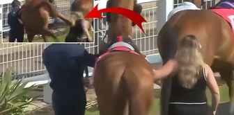 The race horse kicked the groom approaching it! The young woman was thrown meters away.