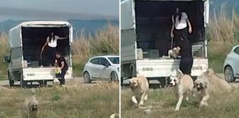 They released a large number of dogs from a van into the birds' natural habitat.
