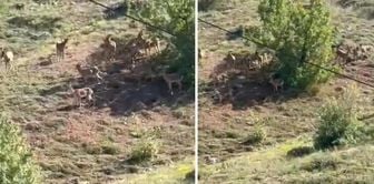 Mountain goats under protection in Elazığ were seen in a herd.