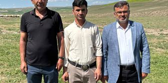 Local breeders, losing hope in locals, found an 'imported' solution to the shepherd crisis