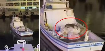 An otter was seen boarding a fishing boat in Avşa.