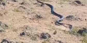 A snake approximately 3 meters long was spotted in Diyarbakır.
