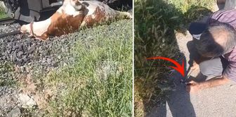 The owner of the cow shouted for help, grabbed the knife, and ran to the scene.