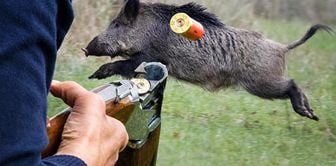 They shot at the sound of a pig, and when the truth came out, they were devastated.