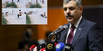 Minister Çiftçi asked for time until New Year's: I will collect all stray dogs in shelters.