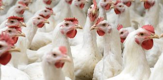 The trusteeship decision for 4 white meat companies was overturned.