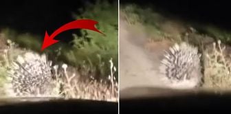 Among the most dangerous animals! A porcupine was spotted in Elazığ