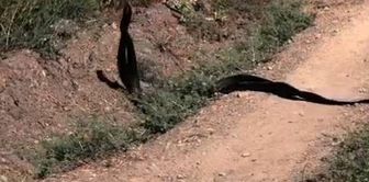 The dance of the snakes was captured on camera