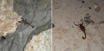 The city is infested with scorpions! They're coming out of every corner.