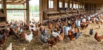 Hundreds of thousands of poultry have been culled in Nepal due to rising avian flu cases.