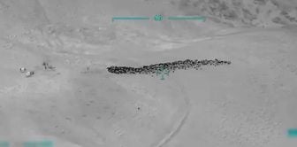 This is the sheep mafia: They looted 800 small livestock by threatening shepherds with guns.