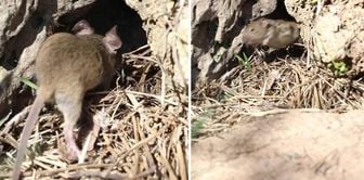 The escape of a mouse that entered a viper's nest captured on camera